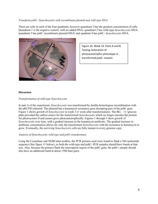 8
Transform psbC- Synechocystis with recombinant plasmid and wild-type DNA
There are cells in each of the four quadrants, however quandrant 3 has the greatest concentration of cells.
Quandrant 1 is the negative control, with no added DNA; quandrant 2 has wild-type Synechocystis DNA;
quandrant 3 has psbC recombinant plasmid DNA; and quadrant 4 has psbC- Synechocystis DNA.
Discussion
Transformation of wild-type Synechocystis
In part A of the experiment, Synechocystis was transformed by double-homologous recombination with
the pKCP43 plasmid. The plasmid has a kanamycin resistance gene disrupting part of the psbC gene.
Figure 1 shows growth of Synechocystis in week 3 (1 week after transformation). The BG – 11+glucose
plate provided the carbon source for the transformed Synechocystis which no longer encodes the protein
for photosystem II and cannot grow photoautotrophically. Figures 1 through 5 show growth of
Synechocystis over time, with a gradual increase in the kanamycin antibiotic. The gradual increase in
antibiotic concentration allows for only the transformed Synechocystis with the resistance to kanamycin to
grow. Eventually, the surviving Synechocystis cells are fully mutant in every genome copy.
Analysis of Synechocystis wild-type and psbC-transformant
Using the Cyanobase and NEBCutter toolkits, the PCR primers used were found to flank a 586 nucleotide
sequence (See figure 11 below), so both the wild-type and psbC- PCR samples should have bands at that
size. Also, because the primers flank the interruption region of the psbC gene, the psbC- sample should
also have an additional band at about 1500 base pairs.
Figure 10. Week 14. Parts A and B.
Testing restoration of
photoautotrophic phenotype in
transformed psbC- mutant.
 