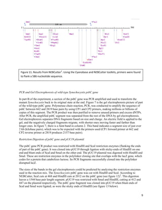 9
PCR and Gel Electrophoresis of wild-type Synechocystis psbC gene
In part B of the experiment, a section of the psbC gene was PCR amplified and used to transform the
mutant Synechocystis back to its original state at the end. Figure 7 is the gel electrophoresis picture of part
of the wild-type psbC gene. Polymerase chain reaction, PCR, was conducted to amplify the sequence of
psbC between 662 and 2819 base pairs by using CP1 and CP2 primers, making millions or billions of
copies of this segment. The PCR product was then purified to remove unused primers and excess dNTPs.
After PCR, the amplified psbC segment was separated from the rest of the DNA by gel electrophoresis.
Gel electrophoresis separates DNA fragments based on size and charge. An electric field is applied to the
gel, and the negatively charged fragments migrate, with shorter ones moving faster and farther than
longer ones. In figure 7, there is a faint band in column 2. This band indicates a segment size of just over
2 kb (kilobase pairs), which was to be expected with the primers used (CP1 forward primer at 662 and
CP2 reverse primer at 2819 produces 2157 base pairs).
Restriction Digestion of psbC gene and pUC19 plasmid
The psbC gene PCR product was restricted with HindIII and ScaI restriction enzymes (flanking the ends
of part of the psbC gene). It was cloned into pUC19 through ligation with sticky-ends of HindIII on one
end and blunt ends of ScaI and SmaI on the other end. The pUC19 plasmid was digested with HindIII and
SmaI. These are restriction enzymes in the polylinker cloning site that overlaps with the lacZ gene, which
codes for a protein that catabolizes lactose. So PCR fragments successfully cloned into the polylinker
disrupted lacZ.
The sizes of the bands in the gel electrophoresis could be predicted by analyzing the restriction enzymes
used in the reaction mix. The Synechocystis psbC gene was cut with HindIII and ScaI. According to
NEBCutter, ScaI cuts at 468 and HindIII cuts at 2012 on the psbC gene (see figure 12)2
. This digestion
leaves a 1544 base pair length segment. pUC19 was restricted with SmaI and HindIII, cutting at 412 and
447 on the plasmid respectively. The psbC gene fragment was cloned into pUC19 when blunt ends of
ScaI and SmaI were ligated, as were the sticky ends of HindIII (see figure 13 below).
Figure 11. Results from NEBCutter2
. Using the Cyanobase and NEBCutter toolkits, primers were found
to flank a 586 nucleotide sequence.
 