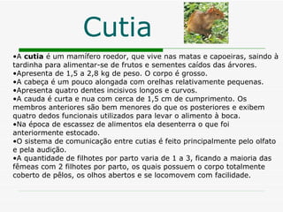 Cutia A  cutia  é um mamífero roedor, que vive nas matas e capoeiras, saindo à tardinha para alimentar-se de frutos e sementes caídos das árvores. Apresenta de 1,5 a 2,8 kg de peso. O corpo é grosso. A cabeça é um pouco alongada com orelhas relativamente pequenas.  Apresenta quatro dentes incisivos longos e curvos.  A cauda é curta e nua com cerca de 1,5 cm de cumprimento. Os membros anteriores são bem menores do que os posteriores e exibem quatro dedos funcionais utilizados para levar o alimento à boca. Na época de escassez de alimentos ela desenterra o que foi anteriormente estocado. O sistema de comunicação entre cutias é feito principalmente pelo olfato e pela audição.  A quantidade de filhotes por parto varia de 1 a 3, ficando a maioria das fêmeas com 2 filhotes por parto, os quais possuem o corpo totalmente coberto de pêlos, os olhos abertos e se locomovem com facilidade.  