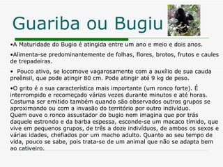 Guariba ou Bugiu A Maturidade do Bugio é atingida entre um ano e meio e dois anos.  Alimenta-se predominantemente de folhas, flores, brotos, frutos e caules de trepadeiras.    Pouco ativo, se locomove vagarosamente com a auxílio de sua cauda preênsil, que pode atingir 80 cm. Pode atingir até 9 kg de peso. O grito é a sua característica mais importante (um ronco forte). É interrompido e recomeçado várias vezes durante minutos e até horas. Costuma ser emitido também quando são observados outros grupos se aproximando ou com a invasão do território por outro indivíduo. Quem ouve o ronco assustador do bugio nem imagina que por trás daquele estrondo e da barba espessa, esconde-se um macaco tímido, que vive em pequenos grupos, de três a doze indivíduos, de ambos os sexos e várias idades, chefiados por um macho adulto. Quanto ao seu tempo de vida, pouco se sabe, pois trata-se de um animal que não se adapta bem ao cativeiro.  