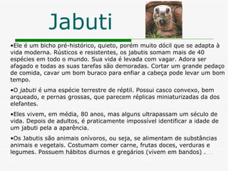 Jabuti Ele é um bicho pré-histórico, quieto, porém muito dócil que se adapta à vida moderna. Rústicos e resistentes, os jabutis somam mais de 40 espécies em todo o mundo. Sua vida é levada com vagar. Adora ser afagado e todas as suas tarefas são demoradas. Cortar um grande pedaço de comida, cavar um bom buraco para enfiar a cabeça pode levar um bom tempo.   O  jabuti  é uma espécie terrestre de réptil. Possui casco convexo, bem arqueado, e pernas grossas, que parecem réplicas miniaturizadas da dos elefantes. Eles vivem, em média, 80 anos, mas alguns ultrapassam um século de vida. Depois de adultos, é praticamente impossível identificar a idade de um jabuti pela a aparência. Os Jabutis são animais onívoros, ou seja, se alimentam de substâncias animais e vegetais. Costumam comer carne, frutas doces, verduras e legumes. Possuem hábitos diurnos e gregários (vivem em bandos) . 