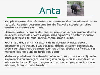 Anta Os pés traseiros têm três dedos e os dianteiros têm um adicional, muito reduzido. As antas possuem uma tromba flexível e coberta por pêlos sensíveis a cheiro e a umidade.  Comem frutos, folhas, caules, brotos, pequenos ramos, grama, plantas aquáticas, cascas de árvores, organismos aquáticos e pastam inclusive sobre plantações de cana, melão, cacau, arroz e milho.  Durante o dia, a anta fica escondida na floresta. À noite, deixa o esconderijo para pastar. Suas pegadas, difíceis de serem confundidas, podem ser vistas logo ao amanhecer nas trilhas abertas na floresta, nas margens dos rios e até no fundo das lagoas.  Entre os predadores da anta estão o homem, sucuris e a onça. Quando surpreendida ou ameaçada, ela mergulha na água ou se esconde entre arbustos fechados. É capaz de galopar, derrubando pequenas árvores e arbustos, fazendo muito barulho. 