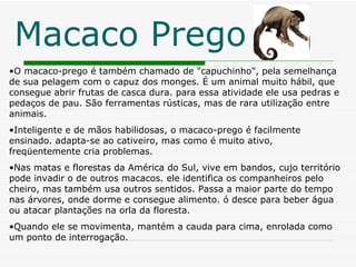 Macaco Prego O macaco-prego é também chamado de "capuchinho", pela semelhança de sua pelagem com o capuz dos monges. É um animal muito hábil, que consegue abrir frutas de casca dura. para essa atividade ele usa pedras e pedaços de pau. São ferramentas rústicas, mas de rara utilização entre animais.  Inteligente e de mãos habilidosas, o macaco-prego é facilmente ensinado. adapta-se ao cativeiro, mas como é muito ativo, freqüentemente cria problemas.  Nas matas e florestas da América do Sul, vive em bandos, cujo território pode invadir o de outros macacos. ele identifica os companheiros pelo cheiro, mas também usa outros sentidos. Passa a maior parte do tempo nas árvores, onde dorme e consegue alimento. ó desce para beber água ou atacar plantações na orla da floresta.  Quando ele se movimenta, mantém a cauda para cima, enrolada como um ponto de interrogação.  