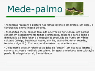 Mede-palmo As fêmeas realizam a postura nas folhas jovens e em brotos. Em geral, a composição é uma massa de ovos.  As lagartas-mede-palmos têm sido o terror da agricultura, até porque consomem essencialmente folhas e brotações, causando danos como a diminuição da área foliar e a redução da produção de frutos em várias culturas (acelga, beterraba, couve, ervilha, espinafre, fumo, repolho, tomate e algodão). Com um detalhe extra: um apetite voraz. O seu nome popular refere-se ao jeito de "andar" (em sua fase lagarta), como se estivesse medindo um palmo. Em geral a mariposa tem coloração parda. Já a lagarta em si, é esverdeada.  