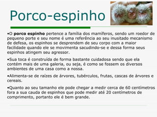 Porco-espinho O  porco espinho  pertence a família dos mamíferos, sendo um roedor de pequeno porte e seu nome é uma referência ao seu inusitado mecanismo de defesa, os espinhos se desprendem de seu corpo com a maior facilidade quando ele se movimenta sacudindo-se e dessa forma seus espinhos atingem seu agressor.  Sua toca é construída de forma bastante cuidadosa sendo que ela contém mais de uma galeria, ou seja, é como se fossem os diversos ambientes de uma casa como a nossa.  Alimenta-se de raízes de árvores, tubérculos, frutas, cascas de árvores e cereais. Quanto ao seu tamanho ele pode chegar a medir cerca de 60 centímetros fora a sua cauda de espinhos que pode medir até 20 centímetros de comprimento, portanto ele é bem grande.  