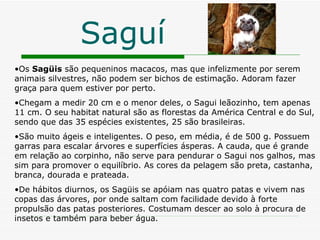 Saguí Os  Sagüis  são pequeninos macacos, mas que infelizmente por serem animais silvestres, não podem ser bichos de estimação. Adoram fazer graça para quem estiver por perto. Chegam a medir 20 cm e o menor deles, o Sagui leãozinho, tem apenas 11 cm. O seu habitat natural são as florestas da América Central e do Sul, sendo que das 35 espécies existentes, 25 são brasileiras.  São muito ágeis e inteligentes. O peso, em média, é de 500 g. Possuem garras para escalar árvores e superfícies ásperas. A cauda, que é grande em relação ao corpinho, não serve para pendurar o Sagui nos galhos, mas sim para promover o equilíbrio. As cores da pelagem são preta, castanha, branca, dourada e prateada.  De hábitos diurnos, os Sagüis se apóiam nas quatro patas e vivem nas copas das árvores, por onde saltam com facilidade devido à forte propulsão das patas posteriores. Costumam descer ao solo à procura de insetos e também para beber água.  