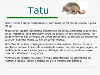 Tatu Pode medir 1 m de comprimento, com mais de 50 cm de cauda, e pesa 60 kg. Seu corpo, quase totalmente desprovido de pêlos, apresenta alguns fios duros, esparsos, que aparecem entre as placas do seu revestimento. As patas enormes são armadas de unhas possantes, sobretudo as anteriores, cuja unha central mede 20 cm de comprimento. Revolvendo o solo, consegue alimento entre insetos, larvas, vermes, aranhas e cobras. Apesar de acusado de causar prejuízo às plantações, a finalidade de suas escavações é a obtenção de vermes, embora possa, com isso, danificar os legumes.  Animais de hábitos noturnos, é mais encontradiço na vizinhança de riachos e lagoas, tendo a fêmea de 1 a 2 filhotes por parição. 