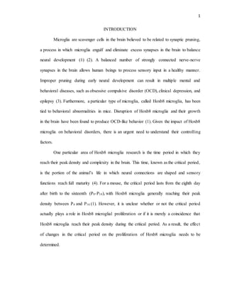 1
INTRODUCTION
Microglia are scavenger cells in the brain believed to be related to synaptic pruning,
a process in which microglia engulf and eliminate excess synapses in the brain to balance
neural development (1) (2). A balanced number of strongly connected nerve-nerve
synapses in the brain allows human beings to process sensory input in a healthy manner.
Improper pruning during early neural development can result in multiple mental and
behavioral diseases, such as obsessive compulsive disorder (OCD), clinical depression, and
epilepsy (3). Furthermore, a particular type of microglia, called Hoxb8 microglia, has been
tied to behavioral abnormalities in mice. Disruption of Hoxb8 microglia and their growth
in the brain have been found to produce OCD-like behavior (1). Given the impact of Hoxb8
microglia on behavioral disorders, there is an urgent need to understand their controlling
factors.
One particular area of Hoxb8 microglia research is the time period in which they
reach their peak density and complexity in the brain. This time, known as the critical period,
is the portion of the animal’s life in which neural connections are shaped and sensory
functions reach full maturity (4). For a mouse, the critical period lasts from the eighth day
after birth to the sixteenth (P8-P16), with Hoxb8 microglia generally reaching their peak
density between P4 and P16 (1). However, it is unclear whether or not the critical period
actually plays a role in Hoxb8 microglial proliferation or if it is merely a coincidence that
Hoxb8 microglia reach their peak density during the critical period. As a result, the effect
of changes in the critical period on the proliferation of Hoxb8 microglia needs to be
determined.
 