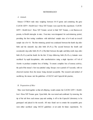 3
METHODOLOGY
A. Animals
Sixteen C57BL/6 male mice weighing between 10-15 grams and containing the gene
Cx3CR1 GFP/+: Hoxb8-Icre/+ Rosa TdT Tomato were used for this experiment. Cx3CR1
GFP/+: Hoxb8-Icre/+ Rosa TdT Tomato served to bind TdT Tomato, a red fluorescent
protein, to Hoxb8 microglia in mice. Four mice were designated for each trimming period,
providing the four testing conditions with individual sample sizes of n=4 and an overall
sample size of n=16. The first trimming period was conducted between the fourth day after
birth and the sixteenth day after birth (P4-P16); The second between the fourth and
seventeenth days after birth (P4-P17);The third between the eight and thirty-ninth days after
birth (P8-P39); and the fourth for the first 32 days following birth (P0-PP32). Animals were
sacrificed by rapid decapitation, after anesthetization using a single injection of 5 ml of
Avertin to produce complete loss of feeling. To ensure complete loss of sensory activity,
the pad of the mouse’s foot was pinched using forceps over a period of 5 seconds, with no
observed reaction from the mouse being deemed acceptable. The research and method of
sacrificing the mouse met the guidelines of IACUC and Capecchi lab practice.
B. Preparation of Mice
Mice were bred together so that all offspring would contain the Cx3CR1 GFP/+: Hoxb8-
Icre/+ Rosa TdT Tomato gene. Upon birth, this was tested and confirmed by removing the
tip of the tail from each mouse pup and sending it off to the Capecchi Laboratory to be
genotyped and placed in the records. All mice found not to contain the acceptable gene
were either sacrificed using IACUC guidelines or set aside for future experiments. To
 