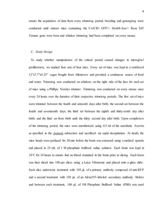 4
ensure the acquisition of data from every trimming period, breeding and genotyping were
conducted until sixteen mice containing the Cx3CR1 GFP/+: Hoxb8-Icre/+ Rosa TdT
Tomato gene were born and whisker trimming had been completed on every mouse.
C. Study Design
To study whether manipulation of the critical period caused changes in microglial
proliferation, we studied four sets of four mice. Every set of mice was kept in a ventilated
12”x7.7”x5.25” cages bought from Allentown and provided a continuous source of food
and water. Trimming was conducted on whiskers on the right side of the face for each set
of mice using a Phillips Norelco trimmer. Trimming was conducted on every mouse once
every 24 hours over the duration of their respective trimming periods. The first set of mice
were trimmed between the fourth and sixteenth days after birth; the second set between the
fourth and seventeenth days; the third set between the eighth and thirty-ninth day after
birth; and the final set from birth until the thirty second day after birth. Upon completion
of the trimming period, the mice were anesthetized using 0.5 ml of the anesthetic Avertin
as specified in the Animals subsection and sacrificed via rapid decapitation. At death, the
mice heads were perfused for 30 min before the brain was extracted using a medical spatula
and placed in 25 mL of 1 M phosphate buffered saline solution. Each brain was kept at
10˚C for 24 hours to ensure that no blood remained in the brain prior to slicing. Each brain
was then sliced into 100 µm slices using a Leica Vibratome and placed onto a glass slide.
Each slice underwent treatment with 105 µL of a primary antibody composed of anti-RFP
and a second treatment with 105 µL of an Alexa555-labeled secondary antibody. Before
and between each treatment, 100 µL of 1M Phosphate Buffered Saline (PBS) was used
 