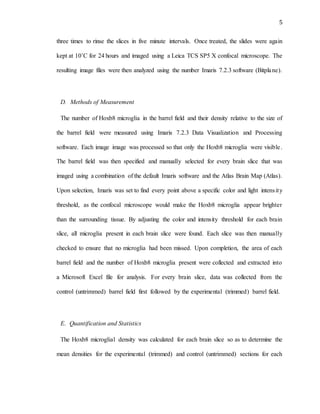 5
three times to rinse the slices in five minute intervals. Once treated, the slides were again
kept at 10˚C for 24 hours and imaged using a Leica TCS SP5 X confocal microscope. The
resulting image files were then analyzed using the number Imaris 7.2.3 software (Bitplane).
D. Methods of Measurement
The number of Hoxb8 microglia in the barrel field and their density relative to the size of
the barrel field were measured using Imaris 7.2.3 Data Visualization and Processing
software. Each image image was processed so that only the Hoxb8 microglia were visible.
The barrel field was then specified and manually selected for every brain slice that was
imaged using a combination of the default Imaris software and the Atlas Brain Map (Atlas).
Upon selection, Imaris was set to find every point above a specific color and light intensity
threshold, as the confocal microscope would make the Hoxb8 microglia appear brighter
than the surrounding tissue. By adjusting the color and intensity threshold for each brain
slice, all microglia present in each brain slice were found. Each slice was then manually
checked to ensure that no microglia had been missed. Upon completion, the area of each
barrel field and the number of Hoxb8 microglia present were collected and extracted into
a Microsoft Excel file for analysis. For every brain slice, data was collected from the
control (untrimmed) barrel field first followed by the experimental (trimmed) barrel field.
E. Quantification and Statistics
The Hoxb8 microglial density was calculated for each brain slice so as to determine the
mean densities for the experimental (trimmed) and control (untrimmed) sections for each
 