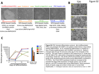 T	
  5-­‐6	
  
Undiﬀeren2ated	
  iPSCs	
   Endoderm	
   Hepa2c	
  progenitors	
   iPSC-­‐hepa2c	
  cells	
  
hiPSCs	
  on	
  matrigel	
  
Chir99021,Ac2vin	
  
then	
  
Ac2vin,low	
  BMP4/bFGF	
  
	
  
Ac2vin,low	
  BMP4/bFGF	
  
then	
  
Low	
  Ac2vin,BMP4,high	
  bFGF	
  
High	
  BMP4/	
  bFGF,	
  	
  
HGF,TGFa,	
  Dex	
  
High	
  bFGF,	
  OSM,	
  DMSO,	
  
γ-­‐secretase	
  inhibitor,HGF	
  
then	
  
OSM	
  
T	
  0	
   T	
  1-­‐2	
   T3-­‐4	
   T7-­‐12	
   T13-­‐18	
  
RPMI-­‐based	
  media	
   SFD-­‐based	
  media	
   SFD-­‐based	
  media	
   SFD-­‐based	
  media	
  
T19-­‐25	
  
A	
  
C	
  
hES	
  
T24:	
  
WT	
  
PiZZ	
  
Figure	
  S2	
  
B	
  
Figure S2 iPSC directed differentiation protocol. (A) Undifferentiated
iPSCs are passaged off of MEFs onto gelatin-coated dishes 2 days before
starting differentiation. At T0, endodermal differentiation is initiated by 1
day of media supplementation with Chir99021 and Activin A. Media is
changed daily through T6 and every other day for the remainder of the
protocol. The base media is changed to SFD beginning at T3. Scale bars:
100 uM. (B) At T24, cells exhibit a characteristic polygonal hepatocyte-like
morphology. Scale bars: 100 uM.(C) qPCR demonstrates gene expression
levels at key developmental time points during differentiation compared to
T0 iPSCs. Sox17and HNF4 expression levels are increased at the
endodermal stage while expression of hepatic genes, such as AAT,
albumin, and AFP increases later during differentiation. Gene expression
levels at hepatic stage are similar to those seen in human fetal
hepatocytes.	
  n	
  =	
  3	
  biological	
  replicates.	
  Data	
  are	
  represented	
  as	
  mean	
  +/-­‐	
  SEM.	
  
	
  
Rela2ve	
  gene	
  expression	
  
Days	
  of	
  diﬀeren2a2on	
  
0.1
1
10
100
1000
10000
0 5 15 25 Human Fetal
Hepatocyte
D
ay
0
D
ay
5
D
ay
15
D
ay
25
1
10
100
1000
10000
100000
1.0×106
Nov 2014 kinetic 2
AAT
Alb
AFP
Sox17
HNF4a
100000
1000000
D
ay
0
D
ay
5
D
ay
15
D
ay
25
H
epG
2
H
um
an
fetalliver
10-1
100
101
102
103
104
105
106
107
Nov 2014 bar graph
AAT
Alb
AFP
Sox17
HNF4a
D
ay
0
D
ay
5
D
ay
15
D
ay
25
H
epG
2
H
um
an
fetalliver
10-1
100
101
102
103
104
105
106
107
Nov 2014 bar graph
AAT
Alb
AFP
Sox17
HNF4a
AAT
ALB
AFP
SOX17
HNF4A
 