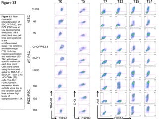 T7	
   T12	
   T18	
   T24	
  
0 102
103
104
105
FOXA1-488
0
10
2
10
3
104
105
AAT-647
0.6 2.78
51.445.2
0 102
103
104
105
FOXA1-488
0
10
2
10
3
104
105
AAT-647
3.47 23.2
45.827.5
0 102
103
104
105
FOXA1-488
0
10
2
10
3
104
105
AAT-647
28.2 57.8
5.968.05
0 102
103
104
105
FOXA1-488
0
10
2
10
3
104
105
AAT-647
11.6 84.2
1.472.77
0 102
103
104
105
FOXA1-488
0
10
2
10
3
10
4
10
5
AAT-647
0.041 0.014
6.7393.2
0 10
2
10
3
10
4
10
5
FOXA1-488
0
10
2
10
3
104
105
AAT-647
1.44 2.29
2274.2
0 102
103
104
105
FOXA1-488
0
10
2
10
3
10
4
10
5
AAT-647
6.38 25.3
13.754.6
0 102
103
104
105
FOXA1-488
0
102
103
104
105
AAT-647
5.55 62.6
12.519.4
0 10
2
10
3
10
4
10
5
FOXA1-488
0
10
2
10
3
104
105
AAT-647
10 17.8
12.459.8
0 102
103
104
105
FOXA1-488
0
102
103
104
105
AAT-647
17.1 28.9
2.651.4
0 102
103
104
105
FOXA1-488
0
10
2
103
10
4
10
5
AAT-647
9.06 44.1
5.2941.5
0 10
2
10
3
10
4
10
5
FOXA1-488
0
10
2
10
3
104
10
5
AAT-647
14 44.3
3.837.9
0 10
2
10
3
10
4
10
5
FOXA1-488
0
10
2
10
3
10
4
10
5
AAT-647
0.45 3.72
1283.8
0 10
2
10
3
10
4
10
5
FOXA1-488
0
10
2
10
3
10
4
10
5
AAT-647
0.34 10.4
79.99.34
0 10
2
10
3
10
4
10
5
FOXA1-488
0
10
2
10
3
10
4
10
5
AAT-647
13.1 59
15.712.1
0 102
103
104
105
FOXA1-488
0
102
10
3
104
105
AAT-647
11.4 35.3
14.139.2
0 10
2
10
3
10
4
10
5
FOXA1-488
0
102
10
3
10
4
10
5
AAT-647
0.38 7.29
42.250.1
0 10
2
10
3
10
4
10
5
FOXA1-488
0
10
2
103
10
4
10
5
AAT-647
2.17 5.94
44.147.8
0 10
2
10
3
10
4
10
5
FOXA1-488
0
102
103
104
10
5
AAT-647
29.3 41.9
7.7321.1
0 10
2
10
3
10
4
10
5
FOXA1-488
0
10
2
10
3
10
4
10
5
AAT-647
15.7 49.8
15.119.4
0 10
2
10
3
10
4
10
5
FOXA1-488
0
10
2
10
3
10
4
10
5
AAT-647
1.74 9.44
33.455.4
0 102
103
104
105
FOXA1-488
0
102
103
104
105
AAT-647
4.93 16.5
43.634.9
0 102
103
104
105
FOXA1-488
0
102
103
104
105
AAT-647
46.7 31.2
5.0417.1
0 10
2
10
3
10
4
10
5
FOXA1-488
0
10
2
10
3
10
4
105
AAT-647
25.4 47
819.6
0 102
103
104
105
FOXA1-488
0
10
2
103
104
10
5
AAT-647
0.056 1.81
69.428.7
0 102
103
104
105
FOXA1-488
0
10
2
103
104
10
5
AAT-647
40.6 21.2
1424.2
0 102
103
104
105
FOXA1-488
0
10
2
103
104
10
5
AAT-647
62.9 27.2
2.067.92
0 102
103
104
105
FOXA1-488
0
10
2
10
3
10
4
10
5
AAT-647
54.6 32.8
1.2811.3
0 10
2
10
3
10
4
10
5
FOXA1-488
0
10
2
10
3
104
105
AAT-647
0.016 1.35
69.329.3
0 10
2
10
3
10
4
10
5
FOXA1-488
0
10
2
10
3
104
105
AAT-647
0.094 1.97
88.39.65
0 10
2
10
3
10
4
10
5
FOXA1-488
0
10
2
10
3
104
105
AAT-647
14.3 71.3
10.63.79
0 10
2
10
3
10
4
10
5
FOXA1-488
0
10
2
103
104
105
AAT-647
32.9 50.1
3.114
0 10
2
10
3
10
4
10
5
FOXA1-488
0
102
103
104
105
AAT-647
0.63 12.9
39.247.2
0 10
2
10
3
10
4
10
5
FOXA1-488
0
10
2
10
3
10
4
105
AAT-647
12.4 23.9
30.433.3
0 10
2
10
3
10
4
10
5
FOXA1-488
0
10
2
10
3
10
4
105
AAT-647
51.5 7.17
1.7739.6
0 10
2
10
3
10
4
10
5
FOXA1-488
0
10
2
10
3
10
4
105
AAT-647
61.7 35.4
0.342.51
AAT
FOXA1
T5	
  
CXCR4
C-Kit
H9
H1
CHB8
hESC
CHOPWT3.1
HRII3
BMC1
WTiPSC
100
103
102
PiZZiPSC
T0	
  
SSEA3
TRA1-81
Figure	
  S3	
  
Figure S3 Flow
cytometric
characterization of
ESC, WT iPSC, and
PiZZ iPSC lines at
key developmental
timepoints. All 9
pluripotent stem cell
lines were analyzed
at the
undifferentiated
stage (T0), definitive
endoderm stage
(T5), or during
hepatic specification
and maturation (T7-
T24) with stage-
specific markers at
each time point.
Cells were sorted
using the indicated
gates for TRA-1-81+/
SSEA3+ (T0) or C-kit
+/CXCR4+ (T5)
cells. The AAT/
FOXA1 protein
expression kinetic
exhibits some line to
line variation but all
lines achieve high
levels of
coexpression by T24.
	
  
 