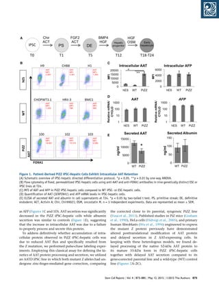 as AFP (Figures 1C and 1D). AAT secretion was signiﬁcantly
decreased in the PiZZ iPSC-hepatic cells while albumin
secretion was similar to controls (Figure 1E), suggesting
that the increase in intracellular AAT was due to a failure
to properly process and secrete this protein.
To address deﬁnitively whether accumulation of intra-
cellular protein observed in PiZZ iPSC-hepatic cells was
due to reduced AAT ﬂux and speciﬁcally resulted from
the Z mutation, we performed pulse-chase labeling exper-
iments. Employing this classical assay for deﬁning the ki-
netics of AAT protein processing and secretion, we utilized
an AATD iPSC line in which both mutant Z alleles had un-
dergone zinc-ﬁnger-mediated gene correction, comparing
the corrected clone to its parental, syngeneic PiZZ line
(Yusa et al., 2011). Published studies in PiZ mice (Graham
et al., 1990), HeLa cells (Hidvegi et al., 2005), and primary
human ﬁbroblasts (Wu et al., 1994) engineered to express
the mutant Z protein previously have demonstrated
altered posttranslational modiﬁcation of AAT protein
and delayed secretion in Z AAT-expressing cells. In
keeping with these heterologous models, we found de-
layed processing of the native 52-kDa AAT protein to
its mature 55-kDa form in PiZZ iPSC-hepatic cells
together with delayed AAT secretion compared to its
gene-corrected parental line and a wild-type (WT) control
line (Figures 2A–2C).
Figure 1. Patient-Derived PiZZ iPSC-Hepatic Cells Exhibit Intracellular AAT Retention
(A) Schematic overview of iPSC-hepatic directed differentiation protocol. *p < 0.05, **p < 0.01 by one-way ANOVA.
(B) Flow cytometry of ﬁxed, permeabilized iPSC-hepatic cells using anti-AAT and anti-FOXA1 antibodies in nine genetically distinct ESC or
iPSC lines at T24.
(C) MFI of AAT and AFP in PiZZ iPSC-hepatic cells compared to WT iPSC- or ESC-hepatic cells.
(D) Quantiﬁcation of AAT (SERPINA1) and AFP mRNA levels in iPSC-hepatic cells.
(E) ELISA of secreted AAT and albumin in cell supernatants at T24. *p < 0.05 by two-tailed t test. PS, primitive streak; DE, deﬁnitive
endoderm; ACT, Activin A; Chir, Chir99021; OSM, oncostatin M. n = 3 independent experiments. Data are represented as mean ± SEM.
Stem Cell Reports j Vol. 4 j 873–885 j May 12, 2015 j ª2015 The Authors 875
 