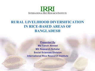 RURAL LIVELIHOOD DIVERSIFICATION
IN RICE-BASED AREAS OF
BANGLADESH
Presented By
Md Tanvir Ahmed
MS Research Scholar
Social Sciences Division
International Rice Research Institute
 
