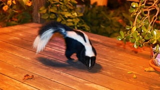 How to Keep Skunks Out of Your Yard: 4 Surefire Tactics to Repel Pepe Le Pew