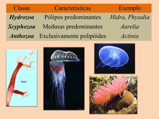 Classe Características Exemplo
Hydrozoa Pólipos predominantes Hidra, Physalia
Scyphozoa Medusas predominantes Aurelia
Anthozoa Exclusivamente polipóides Actinia
 