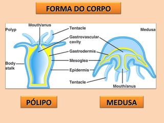 FORMA DO CORPOFORMA DO CORPO
MEDUSAMEDUSAPÓLIPOPÓLIPO
 