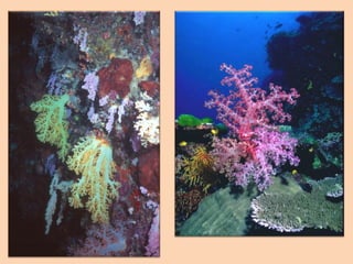 A3 b3   filo cnidaria