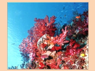 A3 b3   filo cnidaria