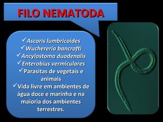 Ascaris lumbricoidesAscaris lumbricoides
Wuchereria bancroftiWuchereria bancrofti
Ancylostoma duodenalisAncylostoma duodenalis
Enterobius vermicularesEnterobius vermiculares
Parasitas de vegetais eParasitas de vegetais e
animaisanimais
Vida livre em ambientes deVida livre em ambientes de
água doce e marinha e naágua doce e marinha e na
maioria dos ambientesmaioria dos ambientes
terrestres.terrestres.
FILO NEMATODAFILO NEMATODA
 