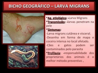 BICHO GEOGRÁFICO – LARVA MIGRANSBICHO GEOGRÁFICO – LARVA MIGRANS
Ag. etiológicoAg. etiológico: -: -Larva Migrans
TransmissãoTransmissão: -: -larvas penetram na
pele
SintomasSintomas::
-Larva migrans cutânea e visceral.
-Desenho em forma de mapa e
coceira intensa no local afetado.
-Cães e gatos podem ser
contaminados pelo parasita
ProfilaxiaProfilaxia: -: -responsabilidade dos
proprietários dos animais é o
melhor método preventivo ..
 