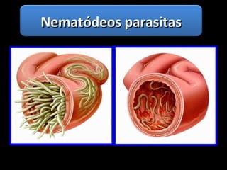 Nematódeos parasitasNematódeos parasitas
 