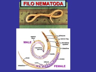 FILO NEMATODAFILO NEMATODA
 