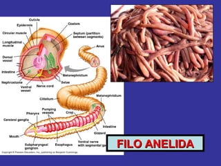 FILO ANELIDAFILO ANELIDA
 