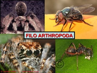 FILO ARTHROPODAFILO ARTHROPODA
 