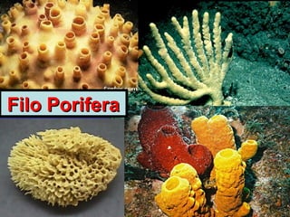 Filo PoriferaFilo Porifera
 