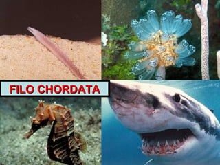 FILO CHORDATAFILO CHORDATA
 