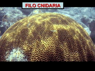 FILO CNIDARIAFILO CNIDARIA
 
