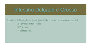 Intestino Delgado e Grosso
Funções: 1-Absorção de água (hemicólon direito predominantemente)
2-Formação das Fezes
3-Trânsito
4-Defecação
 