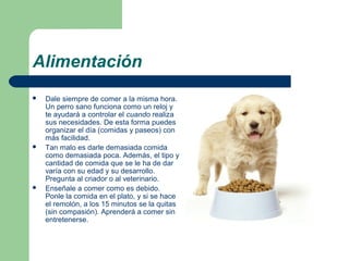 Alimentación
 Dale siempre de comer a la misma hora.
Un perro sano funciona como un reloj y
te ayudará a controlar el cuando realiza
sus necesidades. De esta forma puedes
organizar el día (comidas y paseos) con
más facilidad.
 Tan malo es darle demasiada comida
como demasiada poca. Además, el tipo y
cantidad de comida que se le ha de dar
varía con su edad y su desarrollo.
Pregunta al criador o al veterinario.
 Enseñale a comer como es debido.
Ponle la comida en el plato, y si se hace
el remolón, a los 15 minutos se la quitas
(sin compasión). Aprenderá a comer sin
entretenerse.
 
