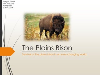 The Plains Bison
Survival of the plains bison in an ever-changing world.
Morgan Tucker
Prof. McCarty
Biology 113
21 Nov. 2014
Photo by Jack Dykinga.
 