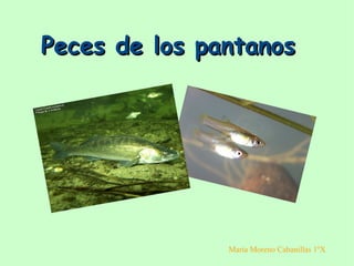 Peces de los pantanosPeces de los pantanos
María Moreno Cabanillas 1ºX
 