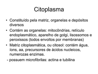 Citoplasma
• Constituído pela matriz, organelas e depósitos
diversos
• Contém as organelas: mitocôndrias, retículo
endoplasmático, aparelho de golgi, lisossomos e
peroxissos (todos envoltos por membranas)
• Matriz citoplasmática, ou citosol: contém água,
íons, aa, precursores de ácidos nucleicos,
numerozas enzimas.
- possuem microfibrilas: actina e tubilina

 