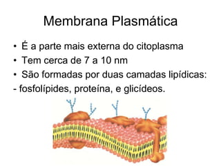 Membrana Plasmática
• É a parte mais externa do citoplasma
• Tem cerca de 7 a 10 nm
• São formadas por duas camadas lipídicas:
- fosfolípides, proteína, e glicídeos.

 