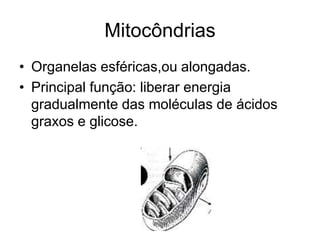 Mitocôndrias
• Organelas esféricas,ou alongadas.
• Principal função: liberar energia
gradualmente das moléculas de ácidos
graxos e glicose.

 