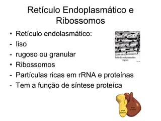 Retículo Endoplasmático e
Ribossomos
•
•
-

Retículo endolasmático:
liso
rugoso ou granular
Ribossomos
Partículas ricas em rRNA e proteínas
Tem a função de síntese proteíca

 