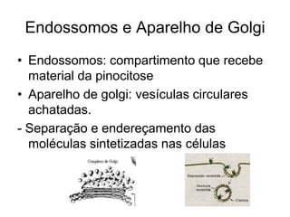 Endossomos e Aparelho de Golgi
• Endossomos: compartimento que recebe
material da pinocitose
• Aparelho de golgi: vesículas circulares
achatadas.
- Separação e endereçamento das
moléculas sintetizadas nas células

 