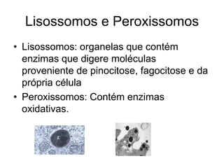 Lisossomos e Peroxissomos
• Lisossomos: organelas que contém
enzimas que digere moléculas
proveniente de pinocitose, fagocitose e da
própria célula
• Peroxissomos: Contém enzimas
oxidativas.

 