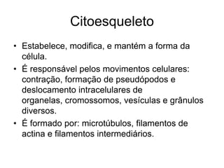 Citoesqueleto
• Estabelece, modifica, e mantém a forma da
célula.
• É responsável pelos movimentos celulares:
contração, formação de pseudópodos e
deslocamento intracelulares de
organelas, cromossomos, vesículas e grânulos
diversos.
• É formado por: microtúbulos, filamentos de
actina e filamentos intermediários.

 