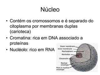 Núcleo
• Contém os cromossomos e é separado do
citoplasma por membranas duplas
(carioteca)
• Cromatina: rica em DNA associado a
proteínas
• Nucléolo: rico em RNA

 