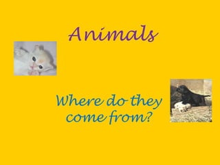 Animals
Where do they
come from?
 