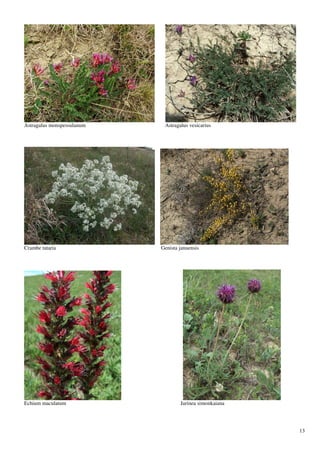 Astragalus monspessulanum    Astragalus vesicarius




Crambe tataria              Genista januensis




Echium maculatum                    Jurinea simonkaiana




                                                          13
 