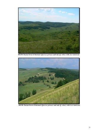 R4138: Dacian forest of durmast (Quercus petraea) and oak (Q. robur) with Acer tataricum




R4138: Dacian forest of durmast (Quercus petraea) and oak (Q. robur) with Acer tataricum




                                                                                           21
 