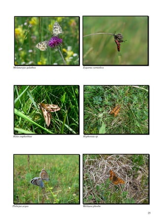 Melanargia galathea   Zygaena carniolica




Hyles euphorbiae      Hyphoraia sp.




Plebejus argus        Melitaea phoebe

                                           25
 