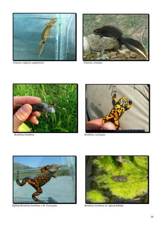 Triturus vulgaris ampelensis            Triturus cristatus




 Bombina bombina                        Bombina variegata




Hybrid Bombina bombina x B. Variegata   Bombina bombina in tipical habitat



                                                                             30
 